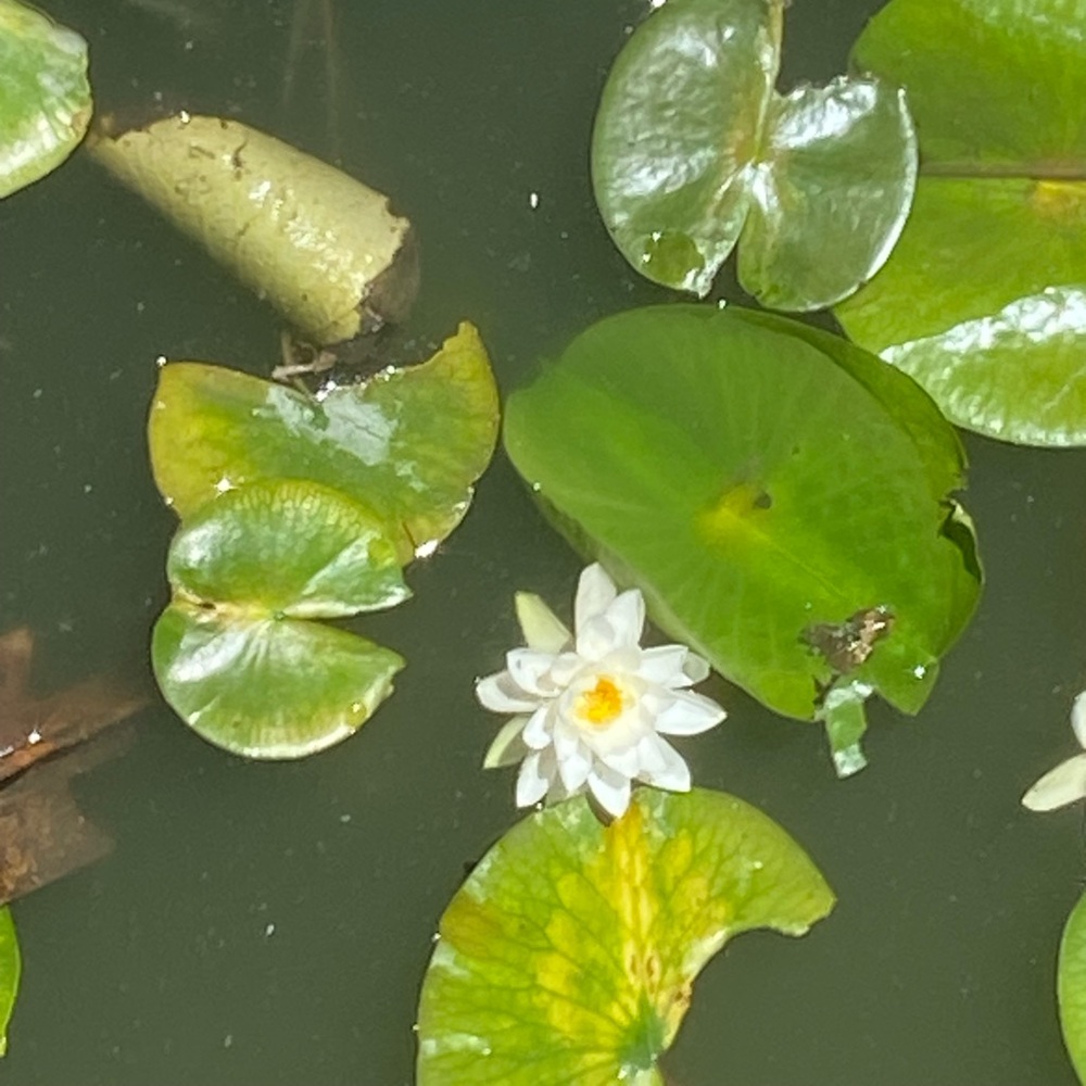 Meet your Posher, ij